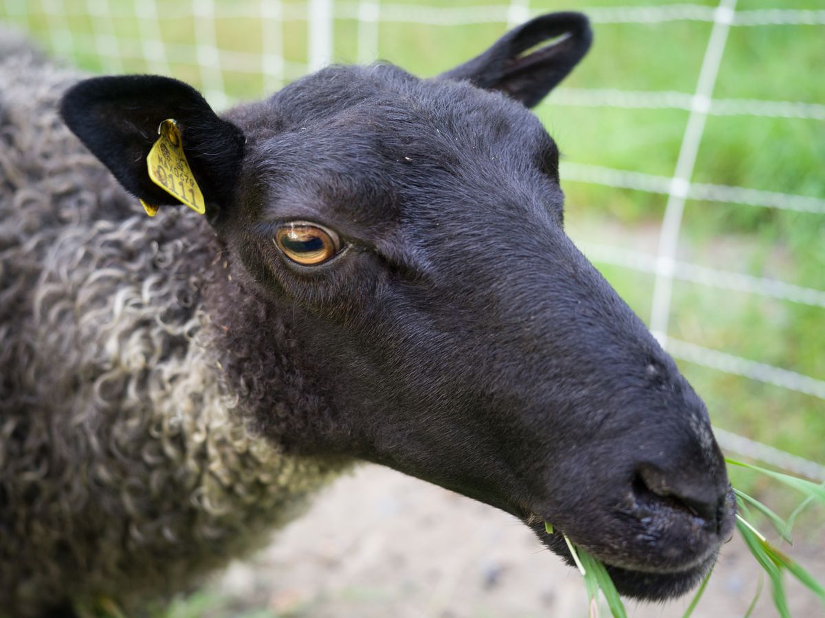 Allie, Grandma of the Gotland Sheep