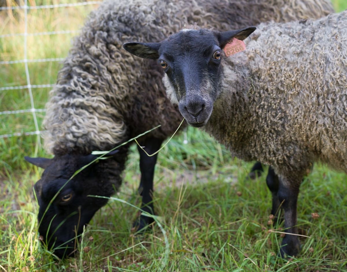 Mae, little Gotland ewe lamb