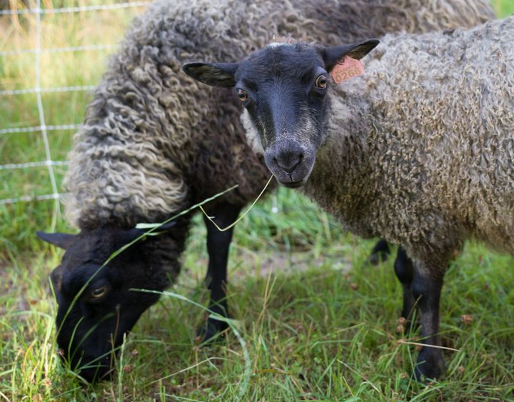Mae, little Gotland ewe lamb