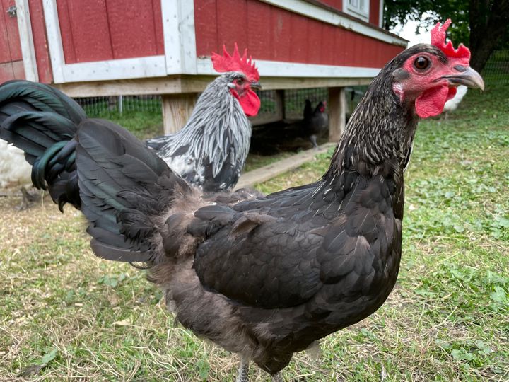 Chicken Portraits