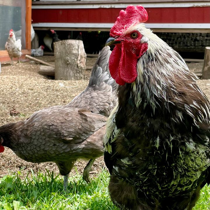 Björn, King of Chickens, a love story