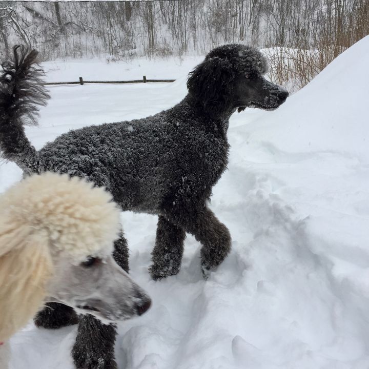 Meet the Resident Poodles on the Farm
